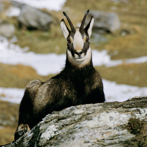 chamois_1.png