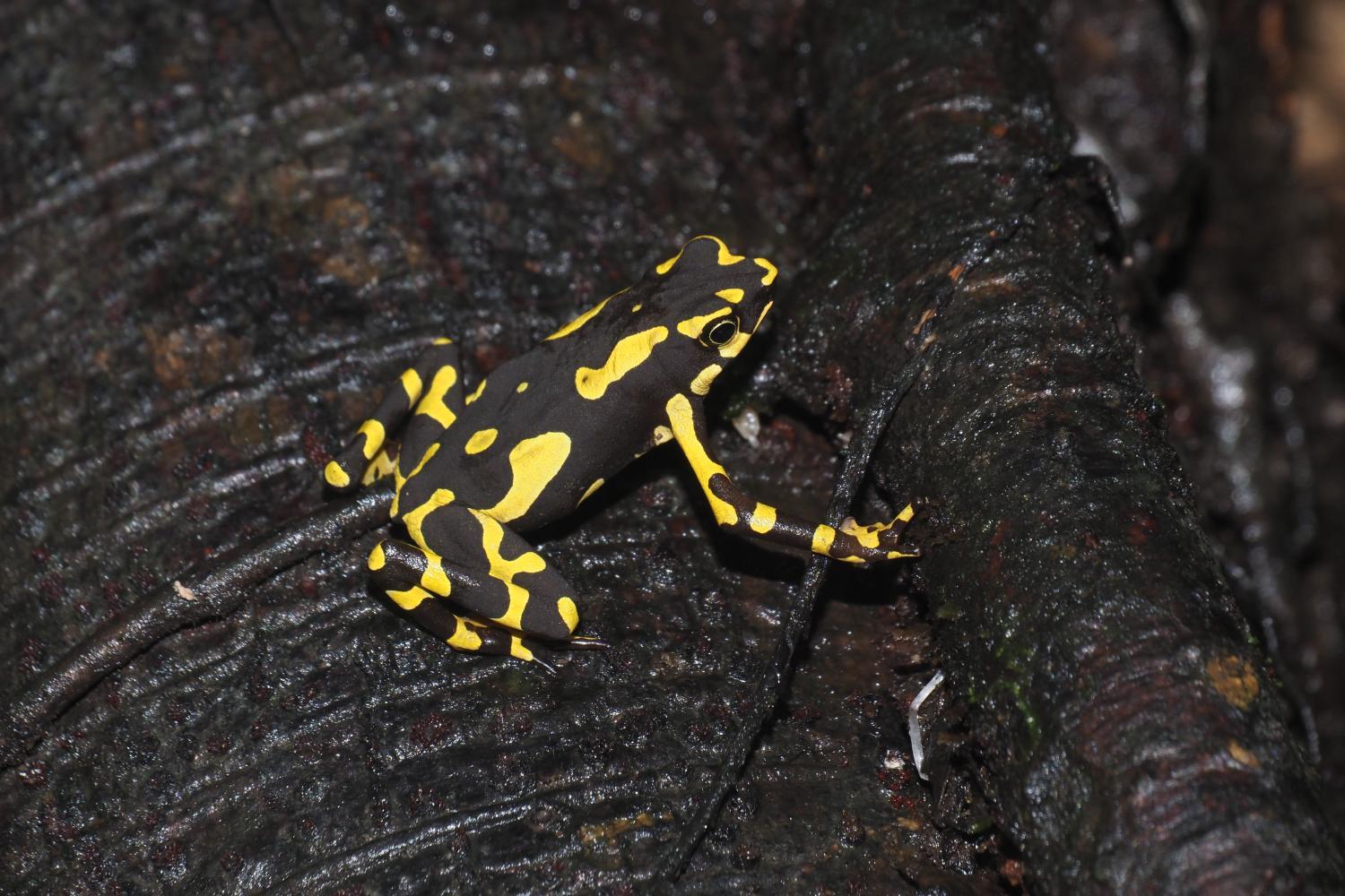 Atelopus hoogmoedi © E. Courtois