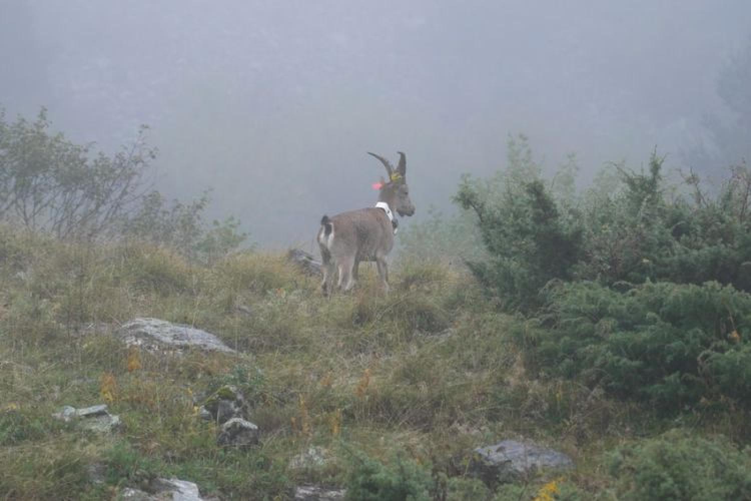 Lâcher de bouquetins ibérique du 2 octobre 2024