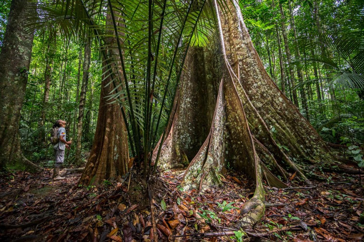 bd_pag_elaeocarpaceae_dans_la_foret_du_parc_amazonien_de_guyane_c_guillaume_feuillet_-_parc_amazonien_de_guyane.jpg