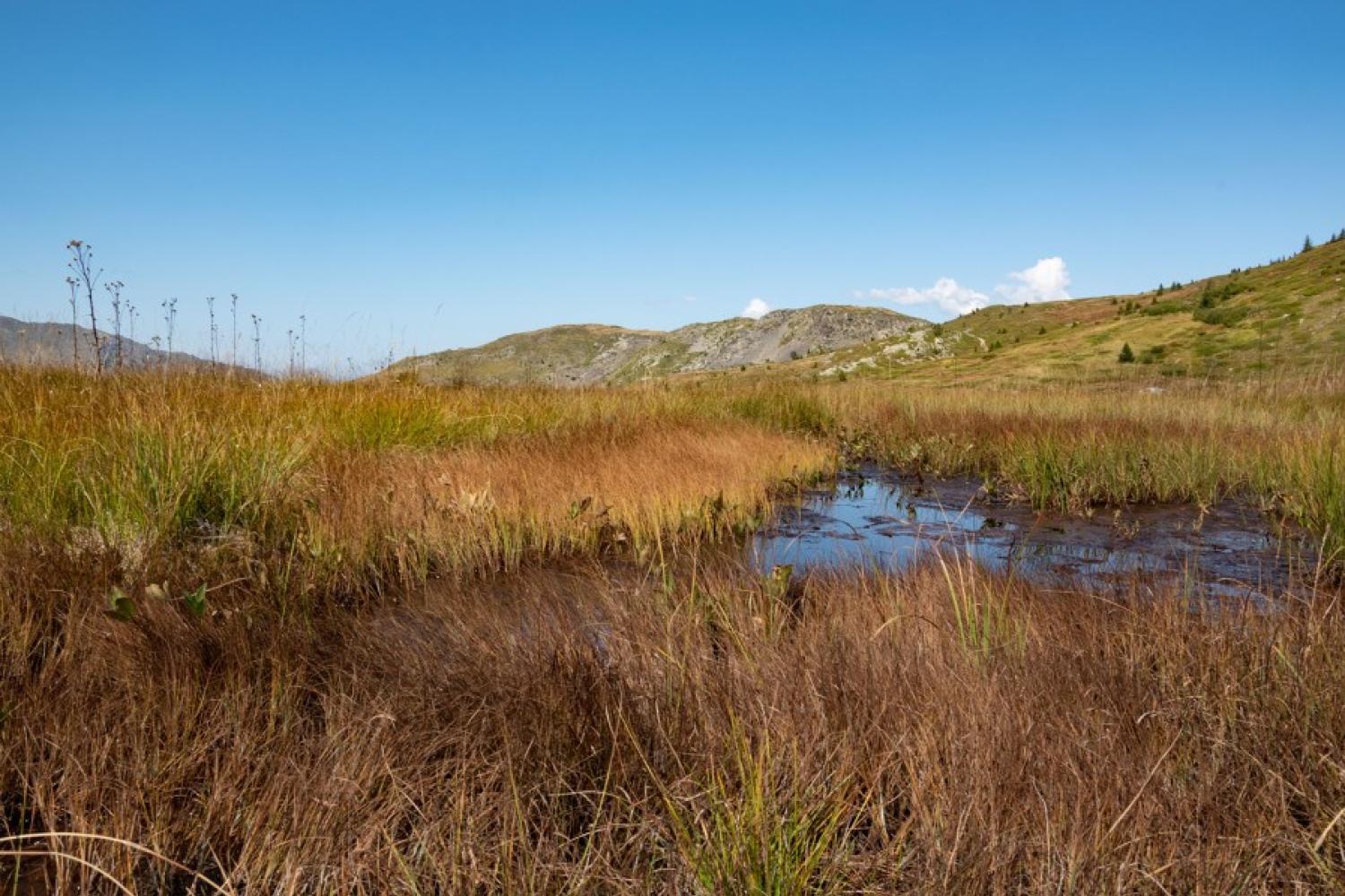 bd_pnv_zone_humide_de_cacabeurre_c_celine_rutten-parc_national_de_la_vanoise.jpg