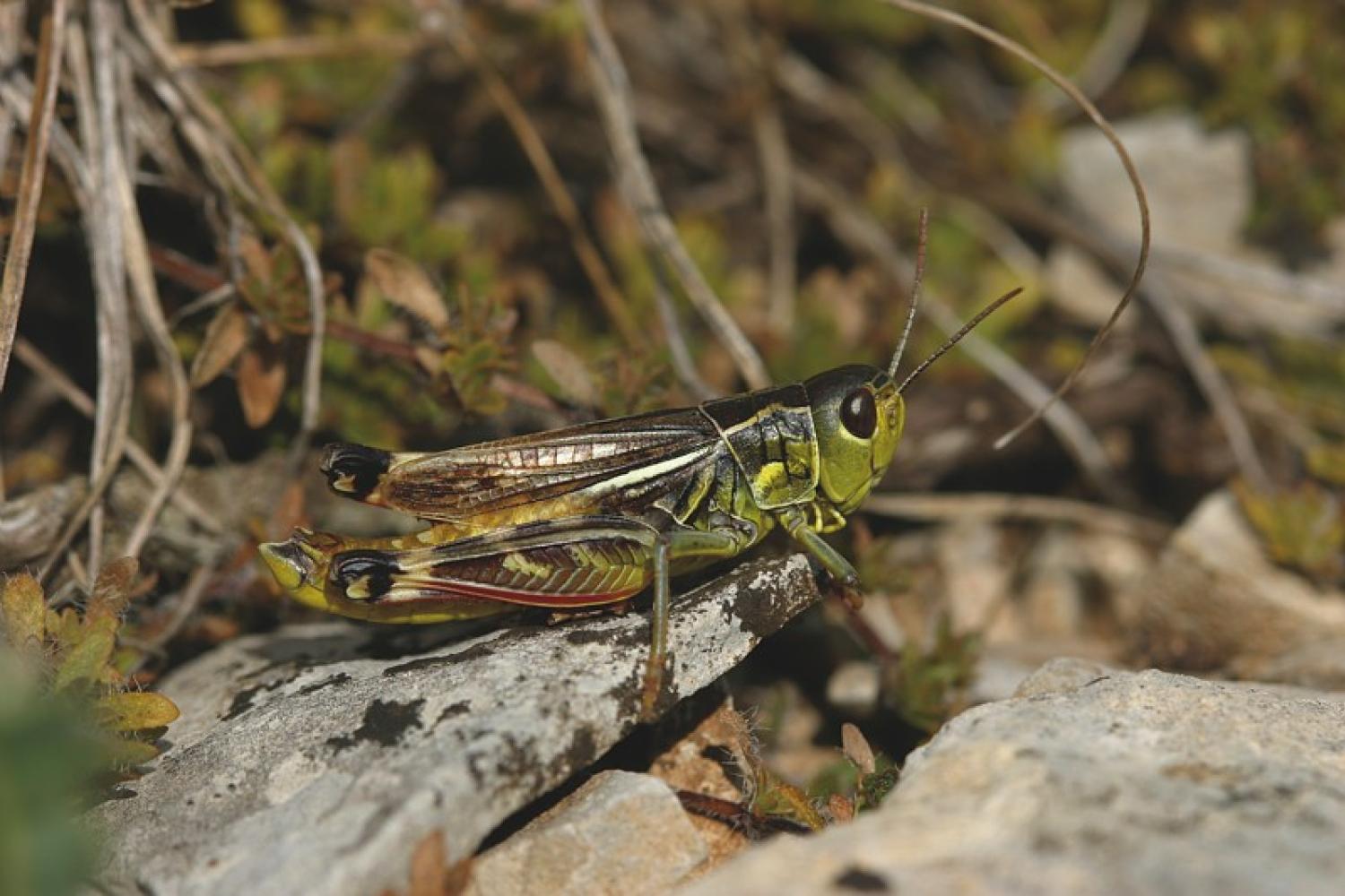 pnc_arcyptere_cevenole_c_bruno_descaves_-_parc_national_des_cevennes.jpg